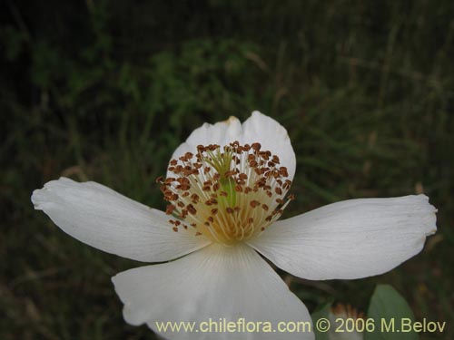 Imágen de Eucryphia cordifolia (Ulmo). Haga un clic para aumentar parte de imágen.
